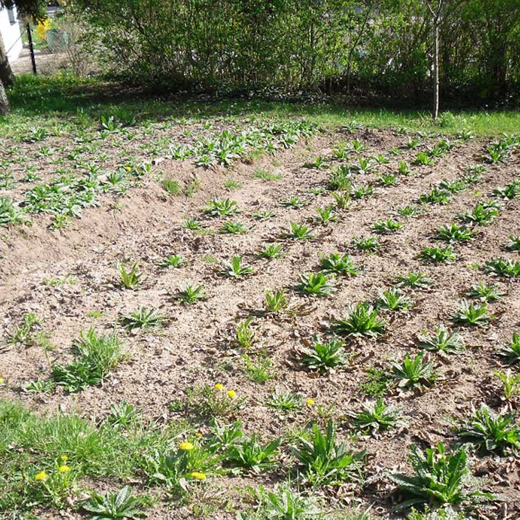 kardenshop-garten
